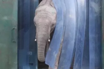PVC függöny állatkertben